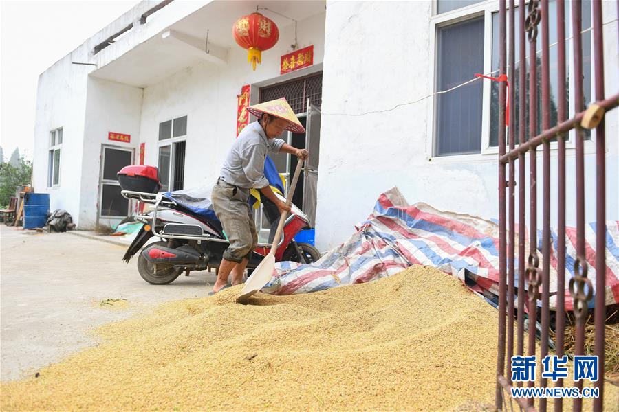 （新華視點·聚焦餐桌外的浪費·圖文互動）（2）農(nóng)戶儲糧損失達(dá)8%！設(shè)施普遍簡陋，蟲害霉變堪憂