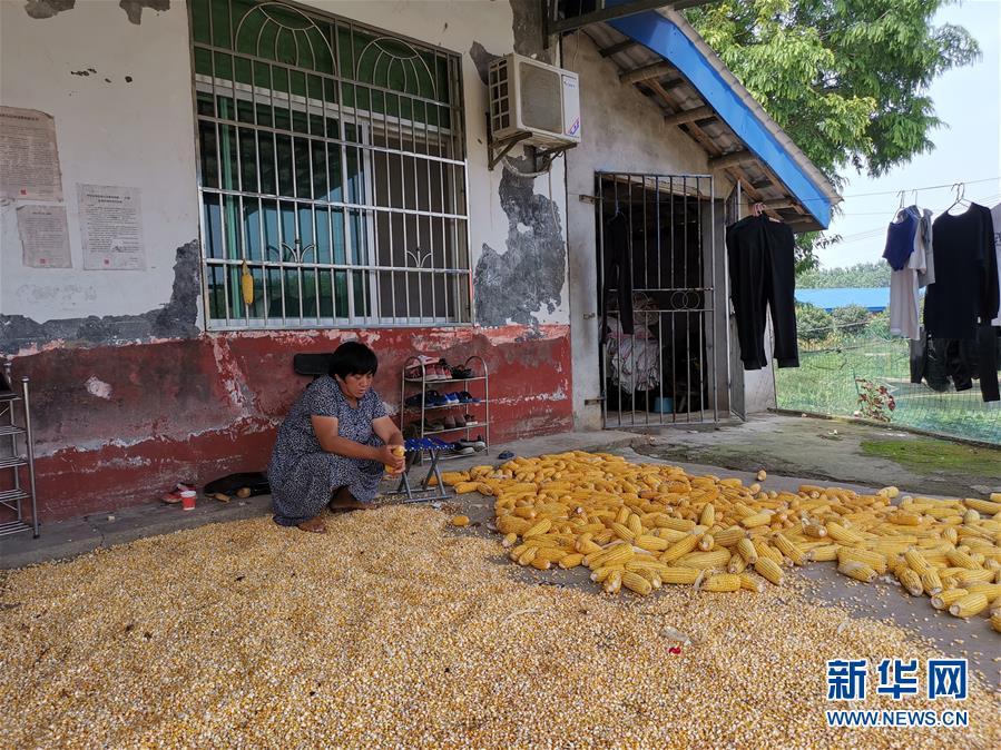 （新華視點·聚焦餐桌外的浪費·圖文互動）（3）農(nóng)戶儲糧損失達(dá)8%！設(shè)施普遍簡陋，蟲害霉變堪憂