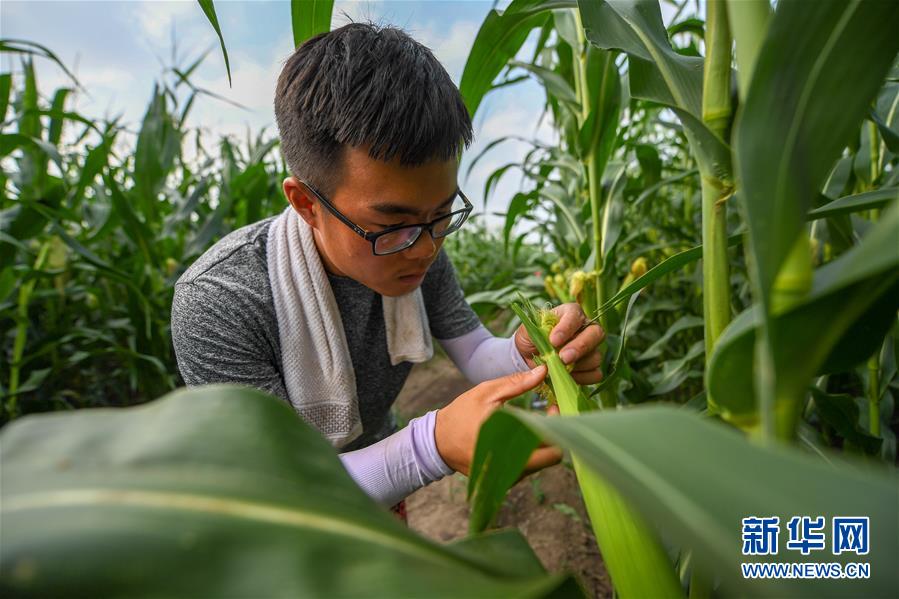 （新華全媒頭條·圖文互動）（7）為現代農業探新路——來自吉林梨樹的田野報告