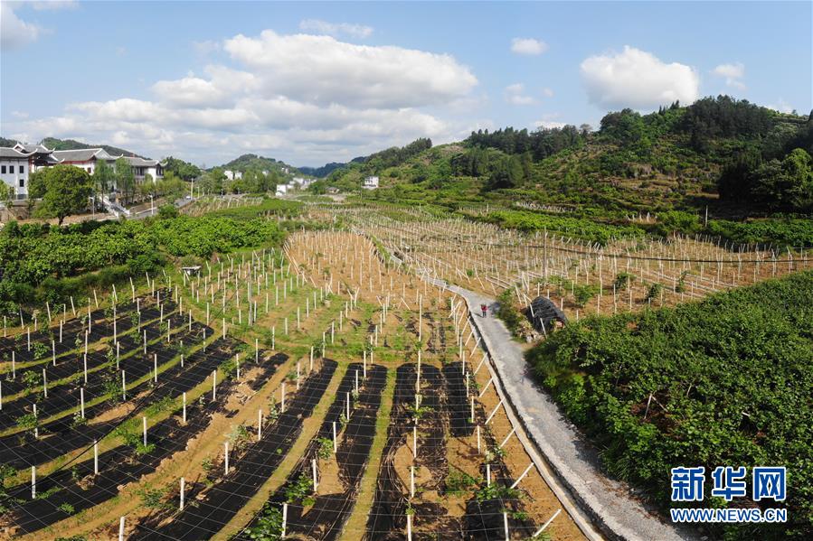 （集中連片特困地區貧困村調研行·圖文互動）（1）百果園里幸福長——湖南鳳凰縣菖蒲塘村脫貧調查