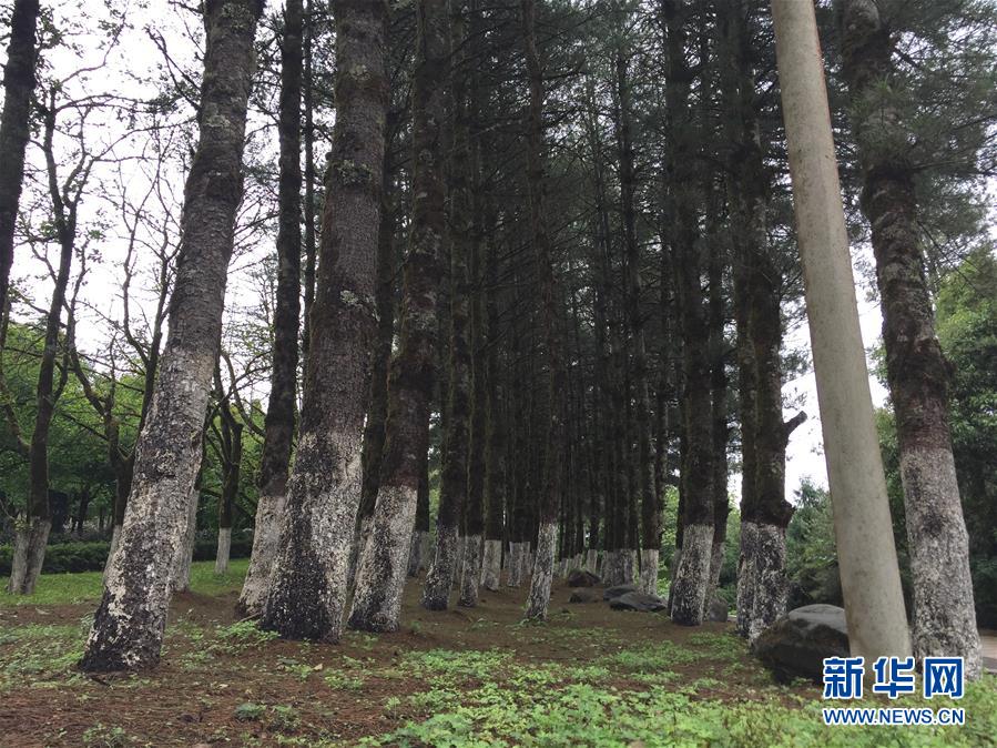 （熱點鮮報·圖文互動）（4）善洲精神永相傳：留下一片綠洲 造福家鄉百姓