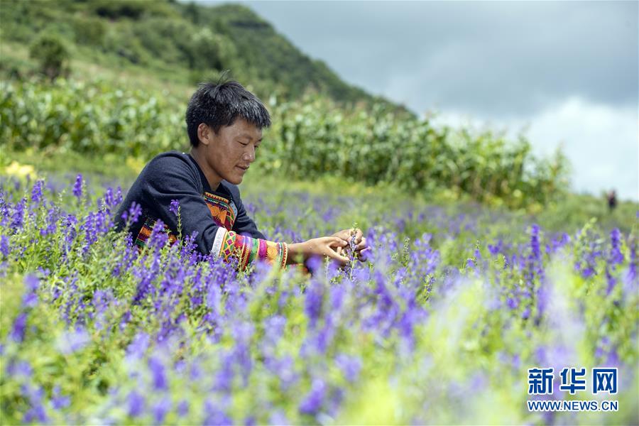 （鄉村振興·圖文互動）（6）涼山深處有“黃金”