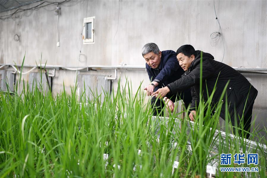 （在習近平新時代中國特色社會主義思想指引下——新時代新作為新篇章·習近平總書記關切事·圖文互動）（4）讓農民挑上“金扁擔”——農業現代化的生動實踐掃描