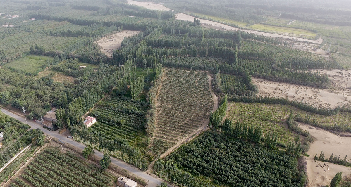 “綠口袋”扎緊了風口，逼退了黃沙——一個南疆沙漠村莊的扶貧觀察