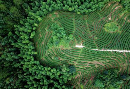 福建龍巖：高效用地，提升生態環境水平