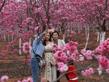 櫻花漫山，一份14年的等待