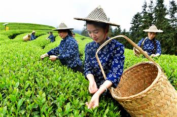 武夷山：生態茶園 祭茶喊山