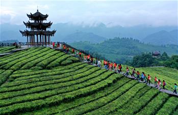 湖北恩施：山區茶園引游客