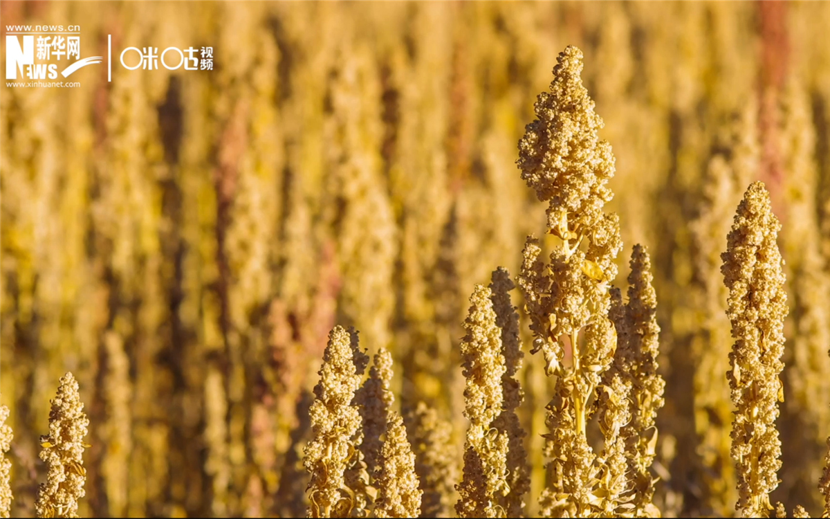 藜麥有極強的環境適應能力和低成本、高回報的種植模式