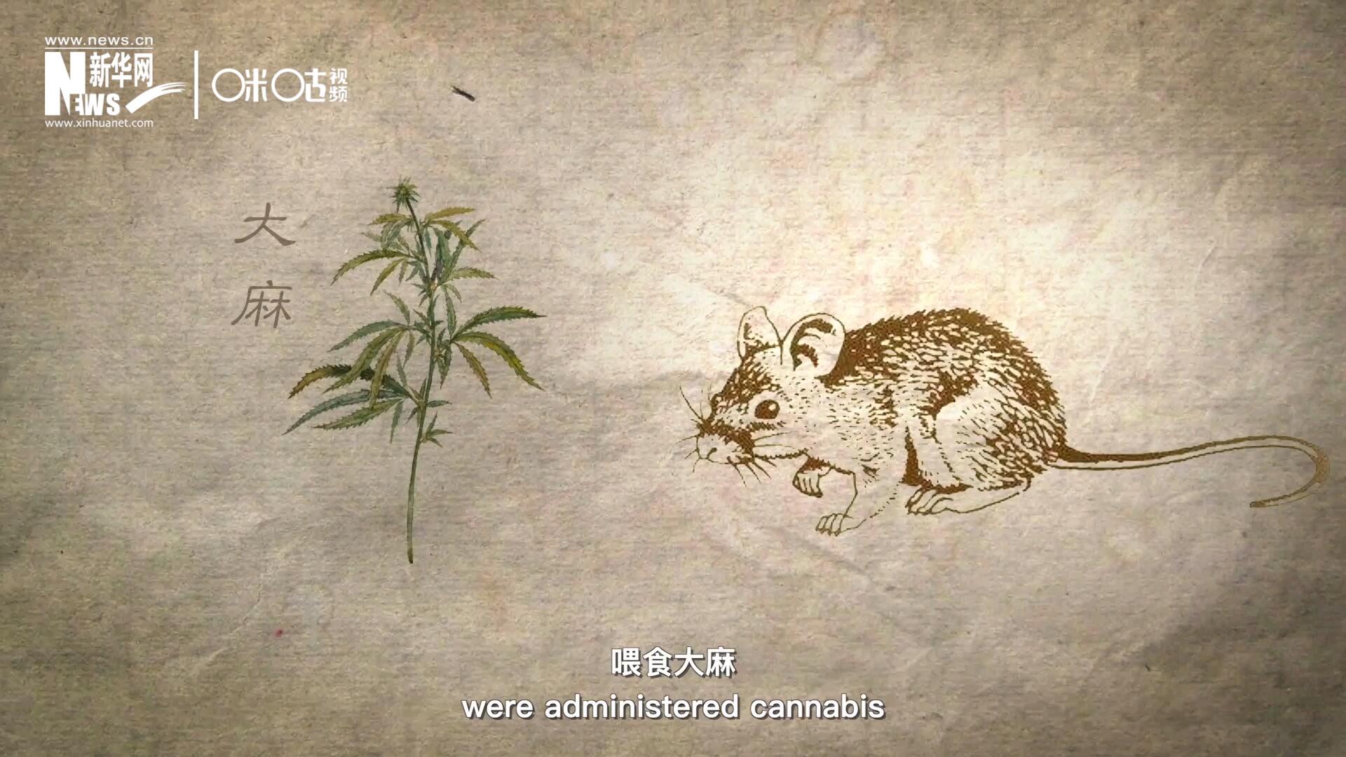 持續兩個星期給一組相當于人類年齡十歲到十五歲的幼鼠喂食大麻