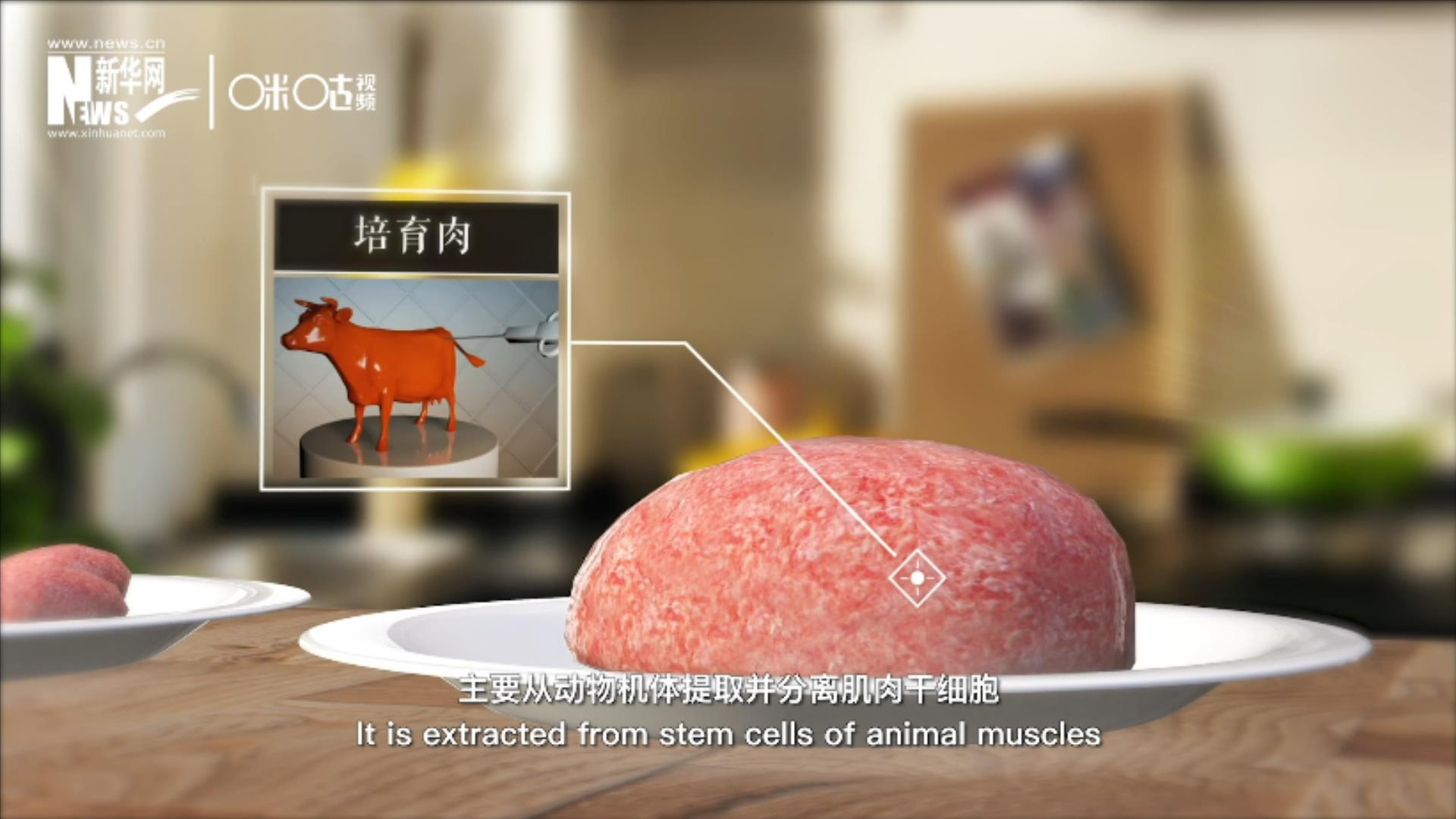 培育肉主要是從動物機體提取并分離肌肉干細胞，在實驗室里培養而成