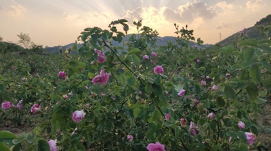 玫瑰花香飄兩岸——陸傳君一家的"云臺情緣"