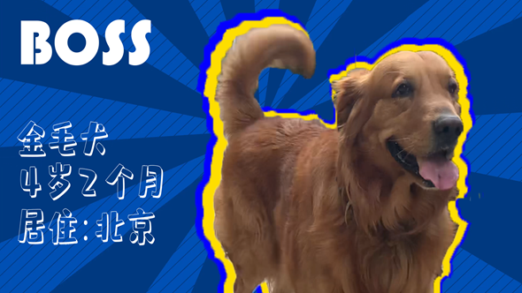 有效拴繩&科學遛狗——如何文明養犬？“撿屎官”們快看過來！