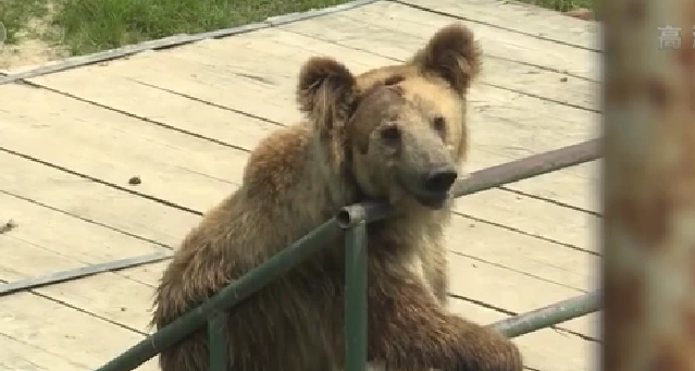 江蘇宿遷：泡澡 水果加餐 動物園開啟防暑季