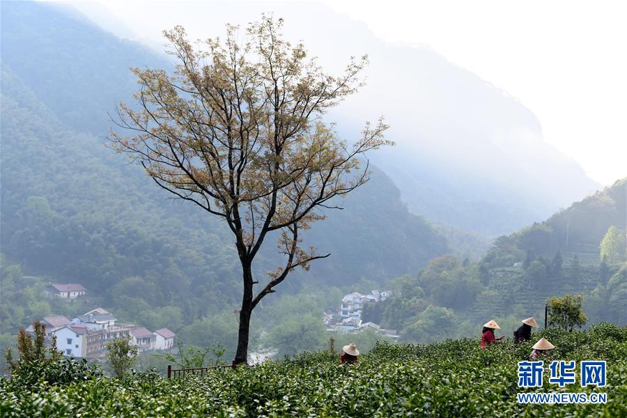 （亞洲文明對話大會）（4）茗香亞洲 茶韻綿長