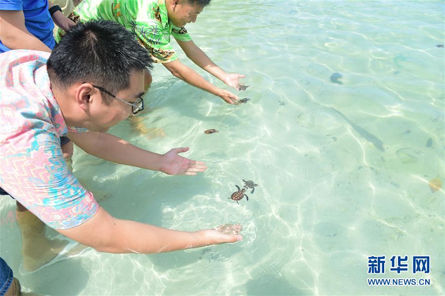 （國際·海外中國人追夢故事）（1）李嘉文：我在印尼當“島主”