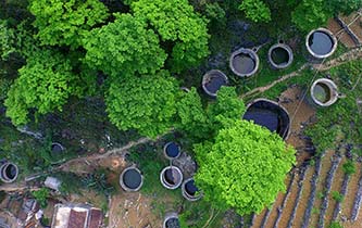 從禿山到青山的蝶變——廣西石漠化治理10年再現發展生機