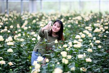 鄉村花海引游人