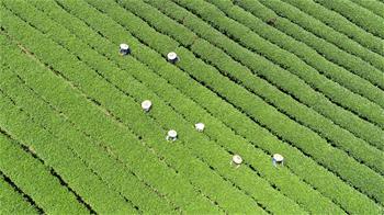 廣西茶鄉采秋茶